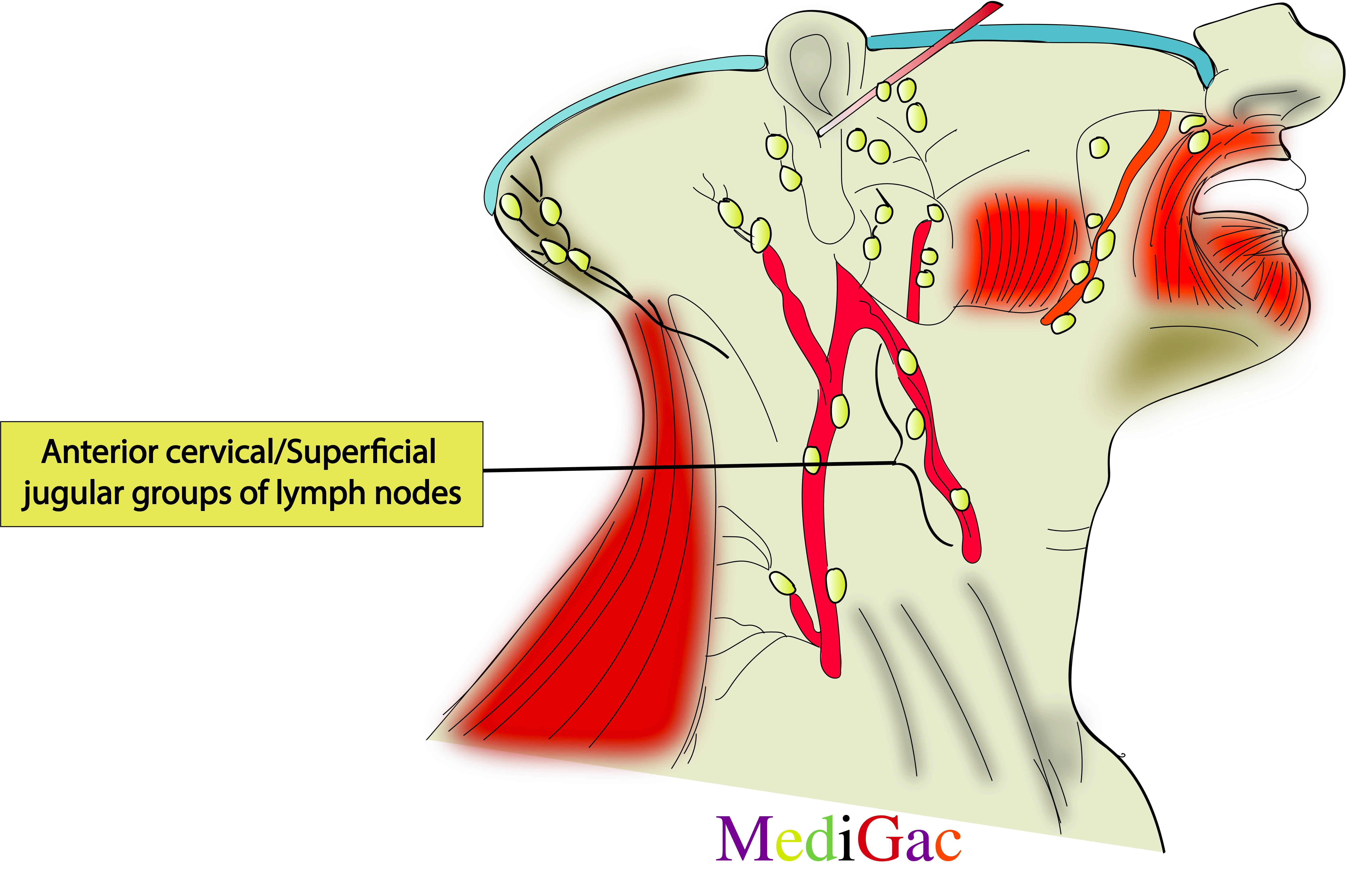 Anterior cervical or superficial jugular lymph nodes